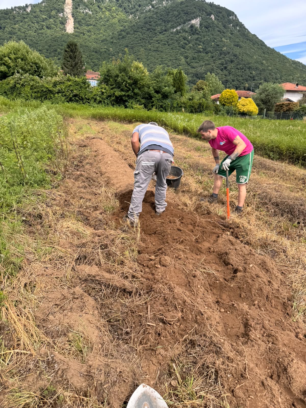 La preparazione del terreno per lo zafferano