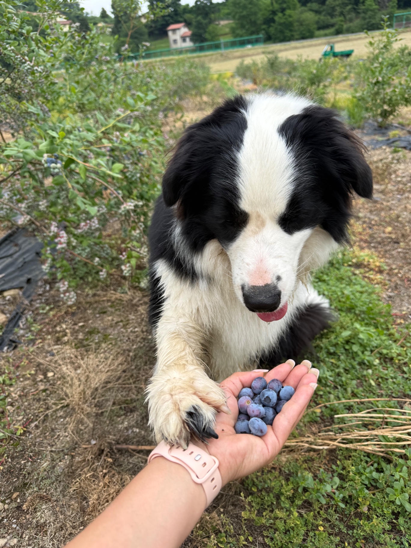 Il nostro cane curioso tra i cespugli di mirtilli