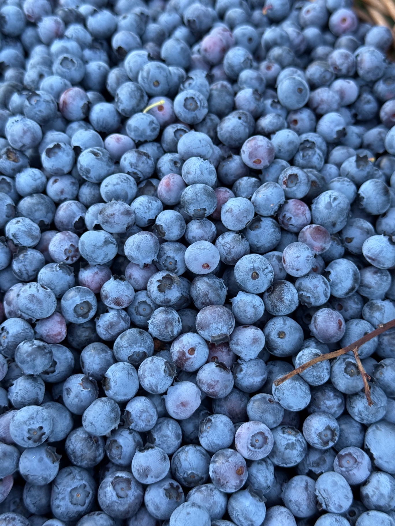 Mirtilli appena raccolti dal nostro mirto