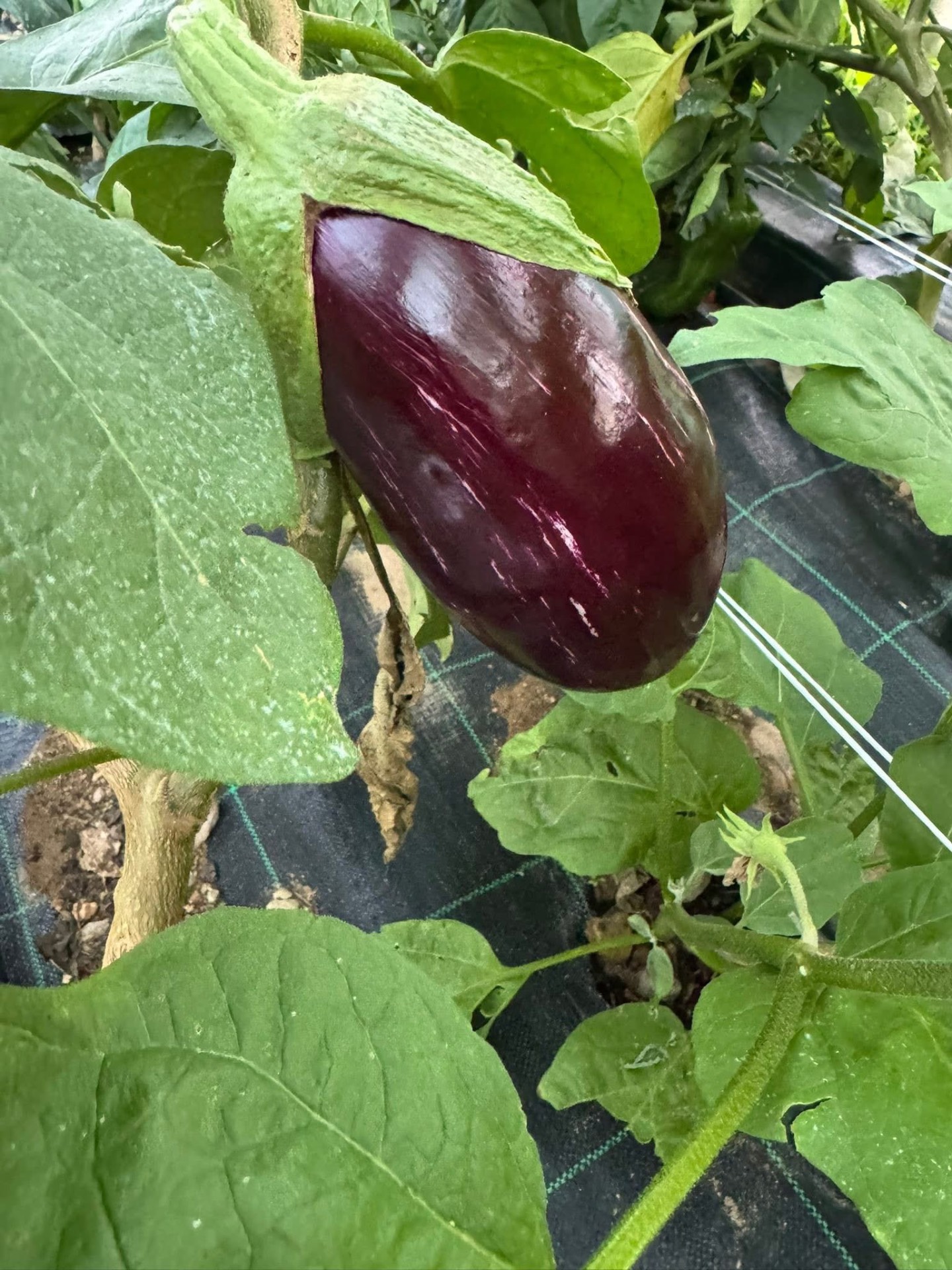 Melanzana viola appena raccolta