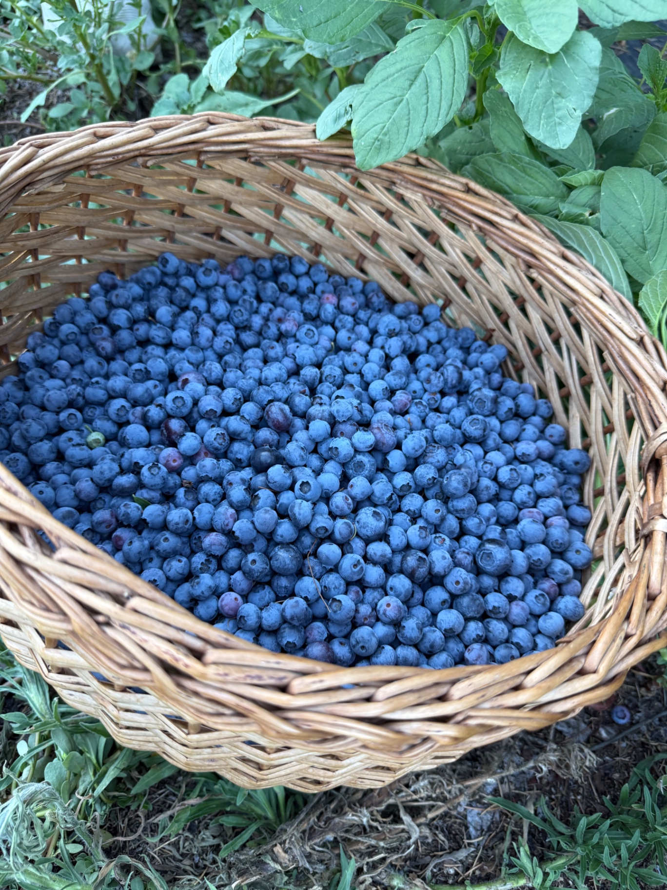 Cesto di mirtilli nell'orto della fattoria