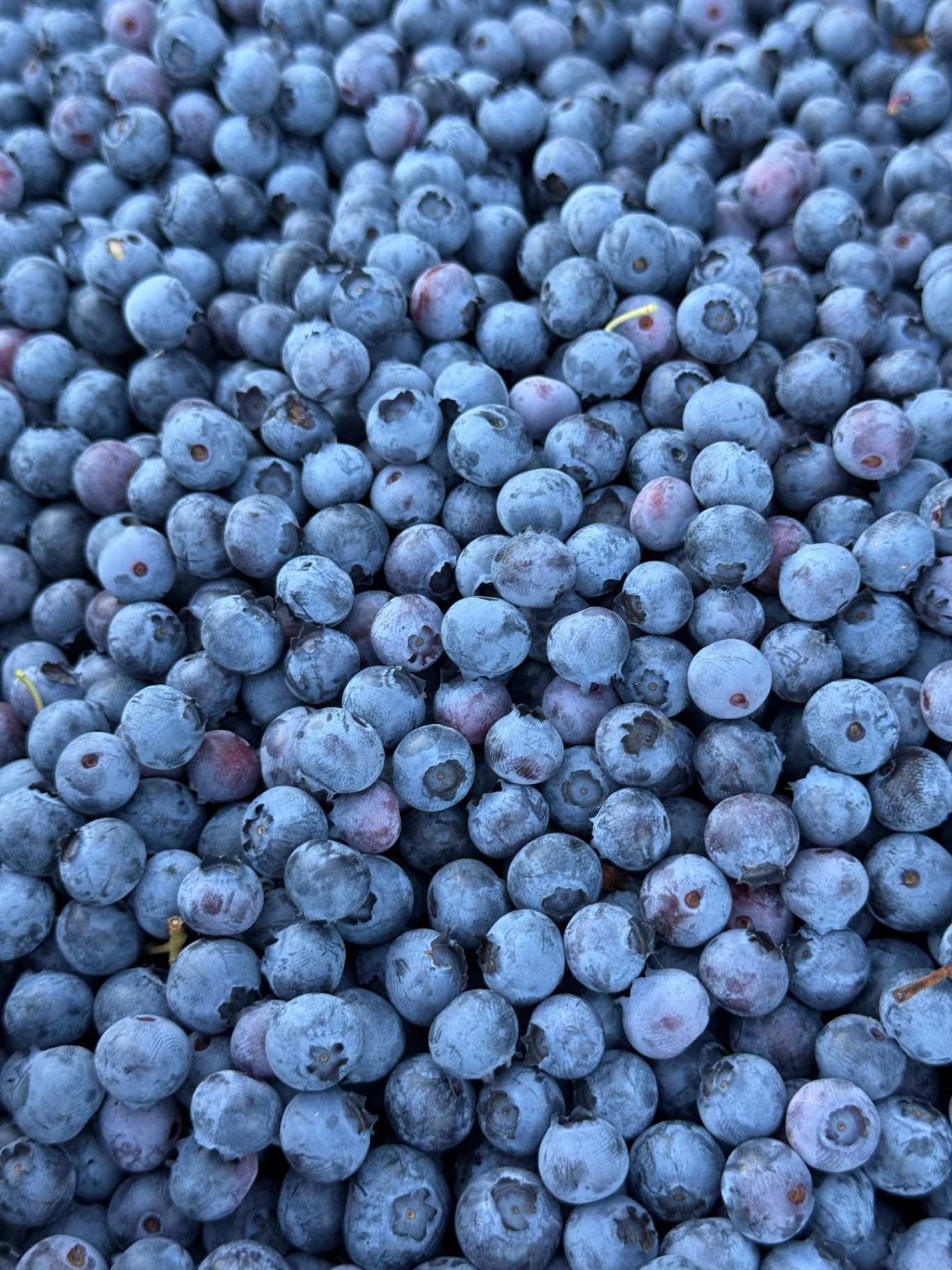 Mirtilli maturi raccolti in quantità