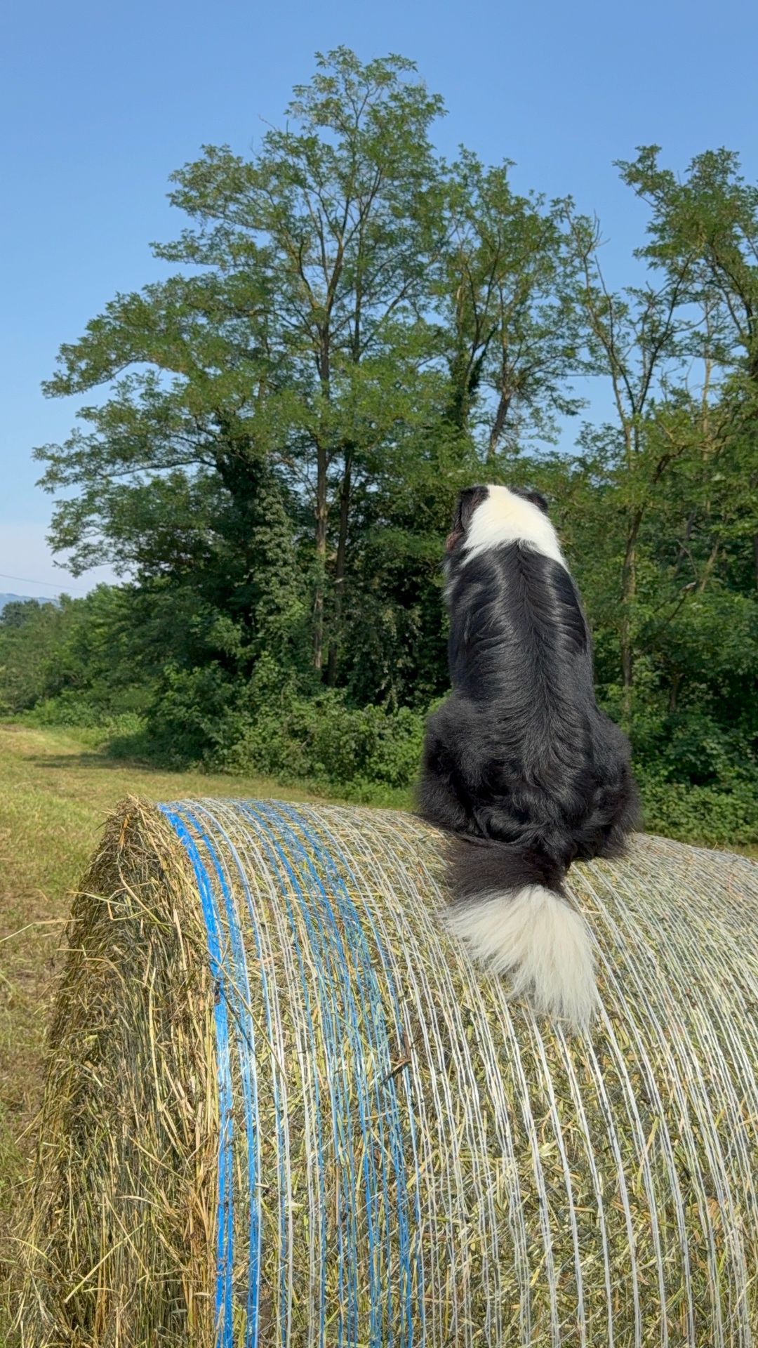 Il nostro cane seduto sulle balle di fieno