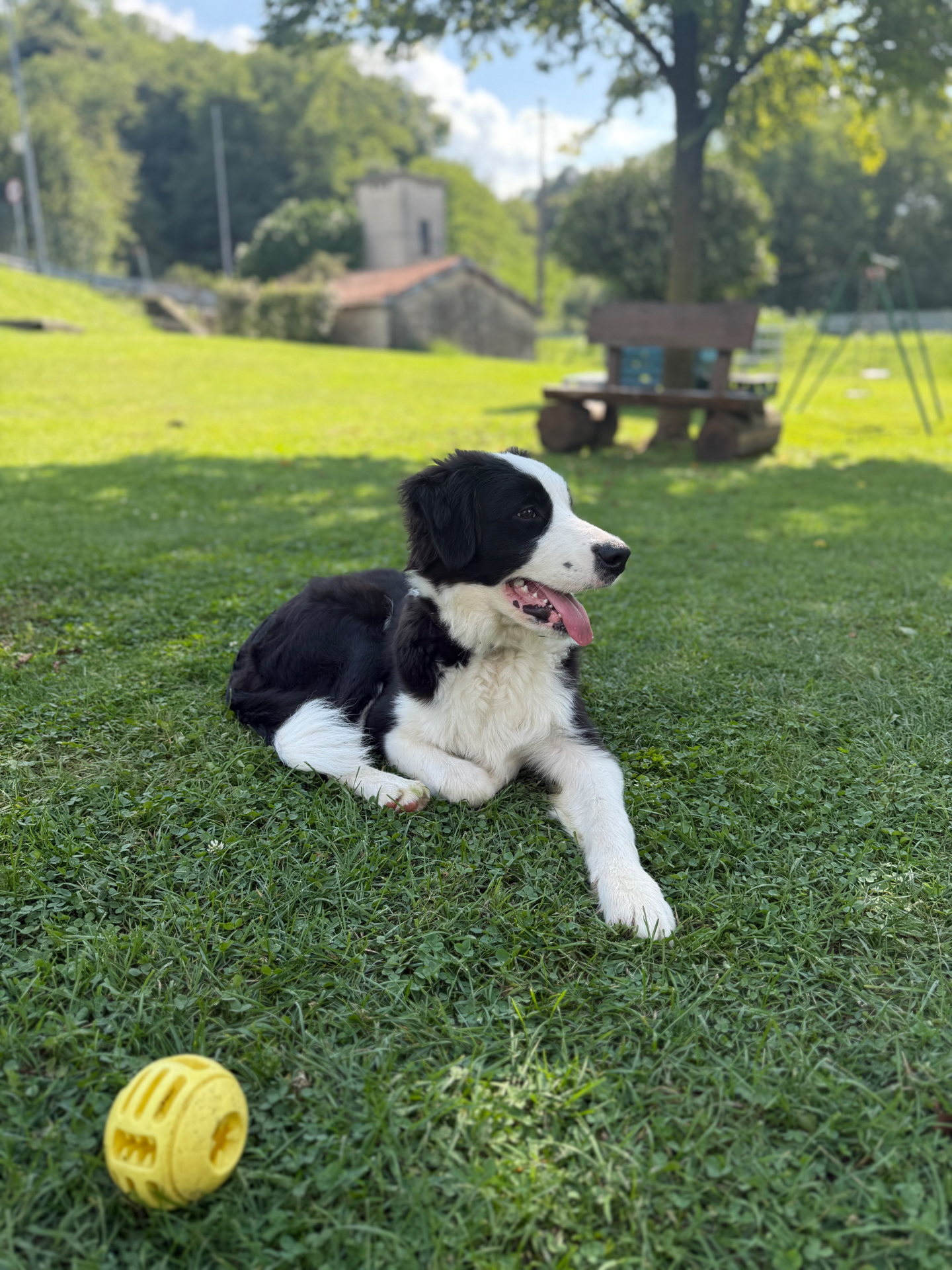 Il nostro cane che riposa sul prato dell'agriturismo