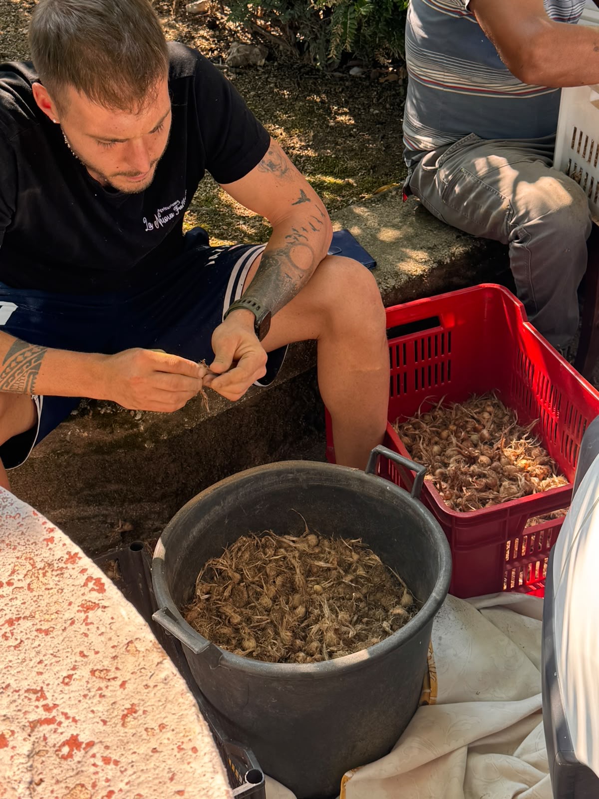 La selezione dei bulbi di zafferano
