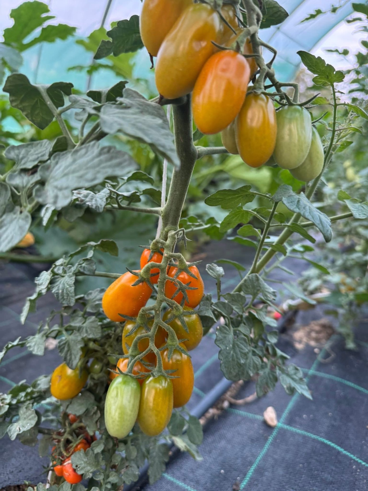 Datterini gialli e arancioni sulla pianta
