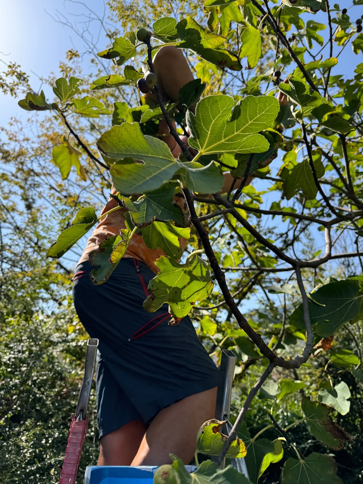 La raccolta dei fichi freschi dal frutteto