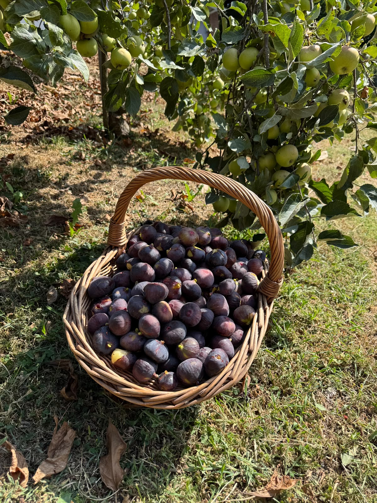 Cesto di fichi appena raccolti sotto il frutteto