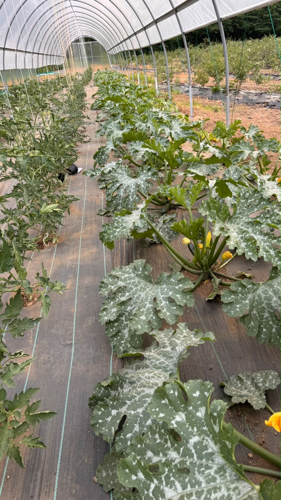 Piante di zucchine sotto la serra