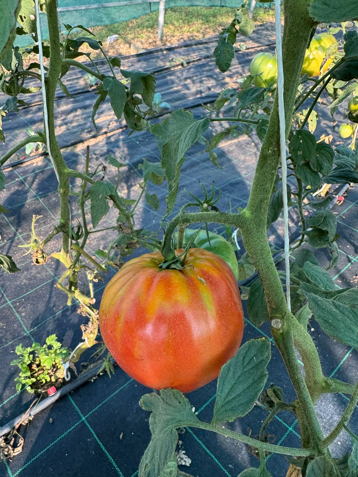 Pomodoro grande maturo sulla pianta